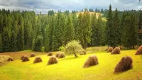 Пазл Копна сена у леса