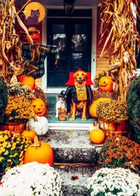 Пазл Корм для хэллоуина 