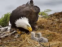 Пазл Кормление птенцов