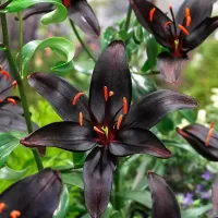 Пазл Королева ночи.