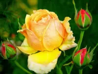 Пазл Королева цветов