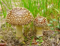 Пазл Королевский мухомор