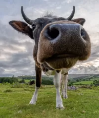 Пазл Корова