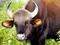 Пазл Корова