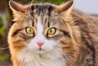 Пазл Кошачий взгляд
