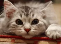 Пазл Кошачий взгляд 