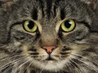 Пазл Кошачий взгляд 