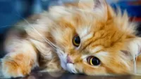 Пазл Кошка