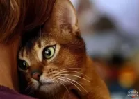 Пазл Кошка