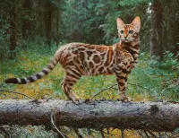 Пазл Кошка на дереве