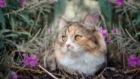 Пазл Кошка в цветах
