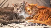 Пазл Кошки
