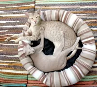 Пазл Кошки в лукошке
