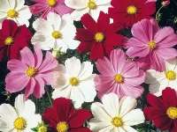 Пазл Космея