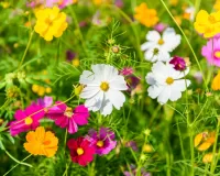 Пазл Космея