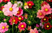 Пазл Космея