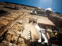 Пазл Кот-экстремал