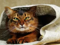 Пазл Кот 