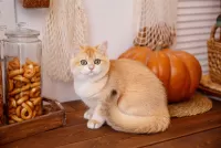 Пазл Кот