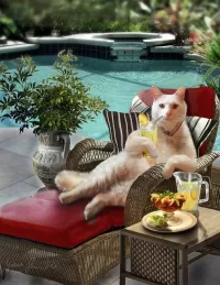 Пазл Кот на отдыхе