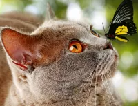 Пазл Кот и бабочка