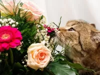 Пазл Кот и букет