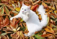 Пазл Кот и листья