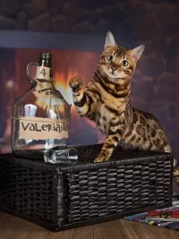 Пазл Кот и валерьянка