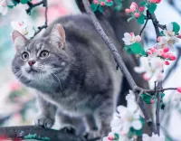 Пазл Кот на яблоне