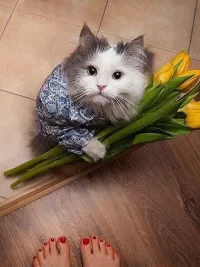 Пазл Кот с букетом