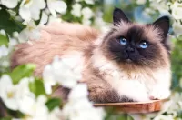 Пазл Кот среди цветов