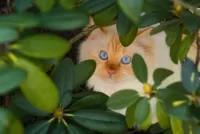 Пазл Кот в кустах