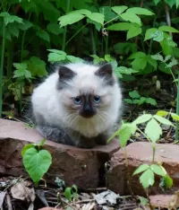 Пазл Котенок 