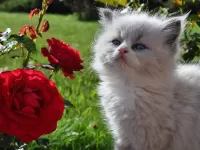 Пазл Котенок