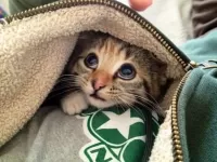 Пазл Котенок