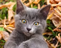 Пазл Котенок