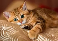 Пазл Котенок 