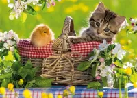 Пазл Котенок и цыпленок