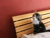 Пазл Котенок на скамейке
