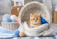 Пазл Котенок в корзине