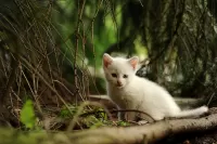 Пазл Котенок в лесу
