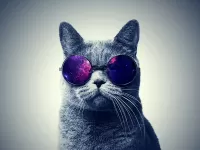 Пазл котейка в очках