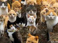 Пазл Кошки и коты
