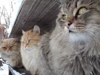 Пазл Коты