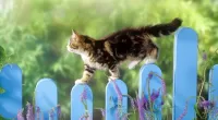 Пазл Котик на заборе