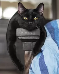 Пазл Котография