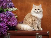 Пазл Котяра на чемодане