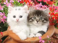 Пазл Котята