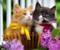 Пазл Котята