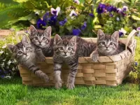 Пазл Котята